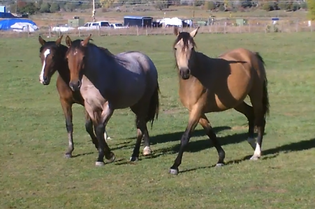 Three of the Kids