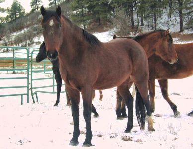 Epona Spanish Mustang