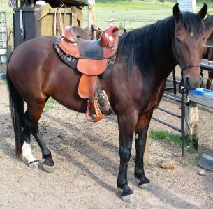 Epona Undersaddle