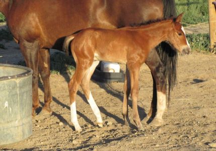 Foal Tigre