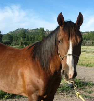 Gypsy Profile