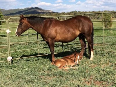 Gypsy And Hermes