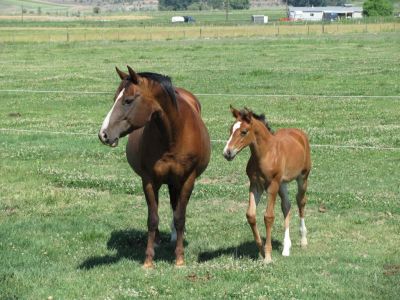 Gypsy And Dulce