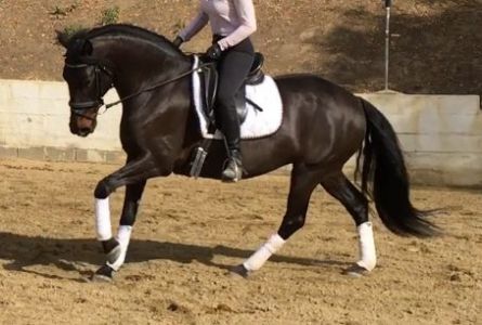 Kalima Undersaddle