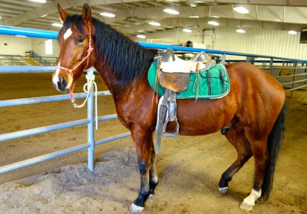 Lucero Undersaddle