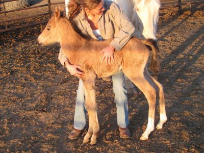 Opi - Angel's first foal