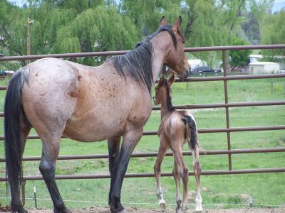 Sheba And Vaquero