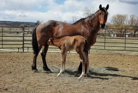 Sheba with Foal