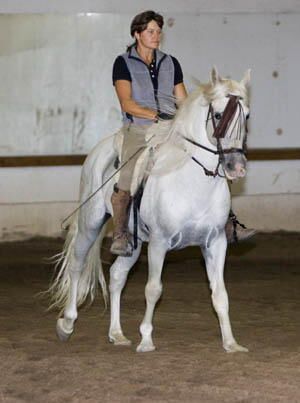 Huracan - Andalusian Stallion