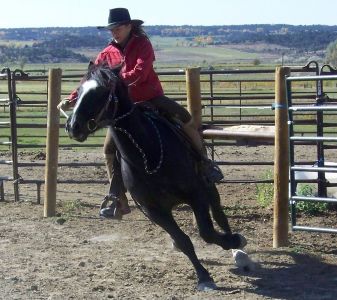 Charro - Wild Mustang