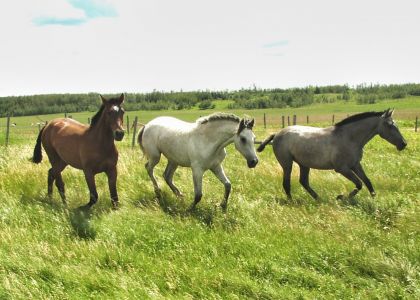 Yearling Esti with his Girls