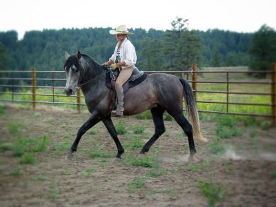 Dos - Andalusian Stallion