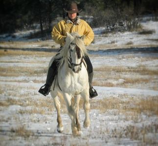 Huracan - Andalusian Stallion